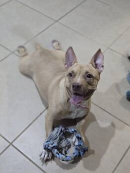 Mixed Breed Dogs Available for Adoption - Kiwi | PetCurious