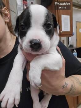 Pit Bull Terrier and Mixed Breed Dogs Available for Adoption - Pincushion (Tiny 10 2026)  MALE | PetCurious