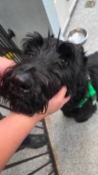 Schnauzer and Terrier Dogs Available for Adoption in Sayreville, New Jersey - Oscar | PetCurious