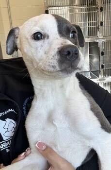 Bubbles -  Pit Bull Terrier Dog for Adoption in Salisbury, North Carolina - Bubbles | PetCurious