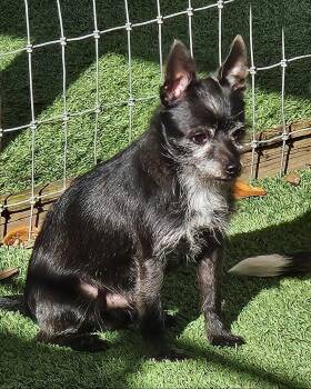 Terrier Dogs Available for Adoption - Nole | PetCurious