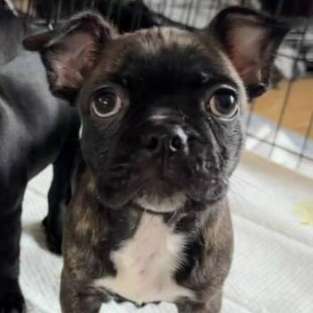 Boston Terrier and Mixed Breed Dogs Available for Adoption - Hugo | PetCurious