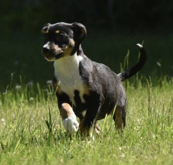 Opal -  German Shepherd Dog and Rottweiler Dog for Adoption in Mechanicsburg, Pennsylvania - Opal | PetCurious