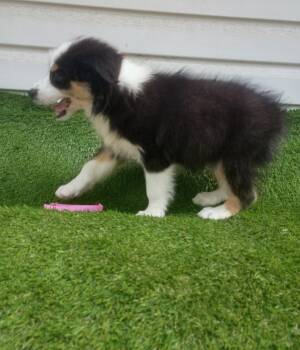 Sassy  -  Australian Shepherd Dog for Sale in Fort Worth, Texas - Sassy  | PetCurious