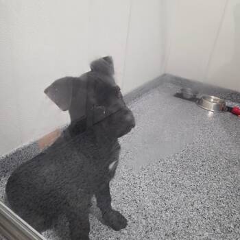 Black Labrador Retriever Dogs Available for Adoption - LuLu | PetCurious