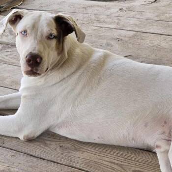 Catahoula Leopard Dog Dogs Available for Adoption in Seguin, Texas - Heath & Toffee (Bonded) | PetCurious