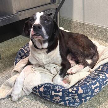 IVHS-Stray-140828 -  Pit Bull Terrier Dog for Adoption in San Gabriel, California - IVHS-Stray-140828 | PetCurious