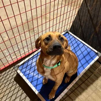 Rescue Labrador Retriever and Black Mouth Cur Dogs for Adoption in Madill, Oklahoma - Elvira | PetCurious