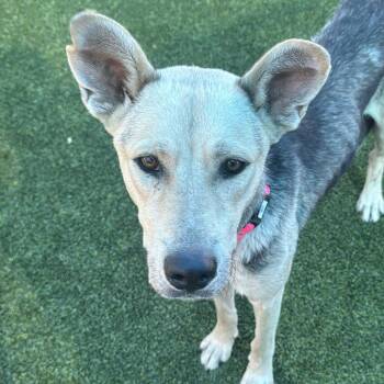 Saskia A2278763 -  German Shepherd Dog Dog for Adoption in Los Angeles, California - Saskia A2278763 | PetCurious