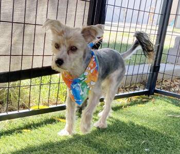 Rescue Yorkshire Terrier Dogs for Adoption in Canutillo, Texas - Marco | PetCurious