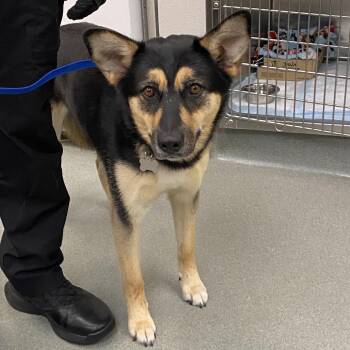 Tink -  German Shepherd Dog Dog for Adoption in Westminster, California - Tink | PetCurious