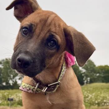 Talia -  Rhodesian Ridgeback and Labrador Retriever Dog for Adoption - Talia | PetCurious