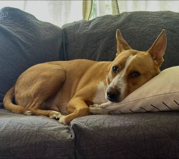 Chance -  Basenji and Carolina Dog Dog for Adoption in Thornton, Colorado - Chance | PetCurious