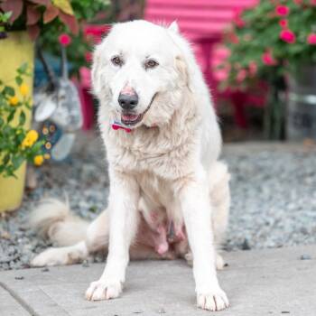 Snuggles -  Great Pyrenees Dog for Adoption in Wake Forest, North Carolina - Snuggles | PetCurious