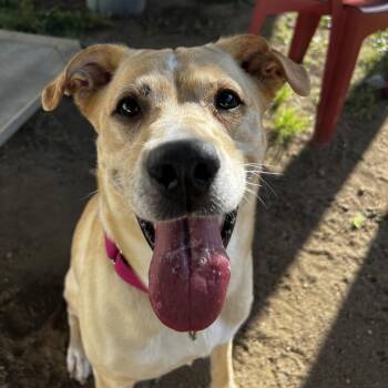 Dixie -  Yellow Labrador Retriever Dog for Adoption in Concord, New Hampshire - Dixie | PetCurious