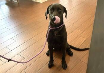 GOOSEBERRY -  Labrador Retriever Dog for Adoption in Fort Lauderdale, Florida - GOOSEBERRY | PetCurious