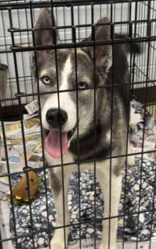 Harley -  Husky Dog for Adoption in Saint Clairsville, Ohio - Harley | PetCurious