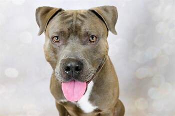 ROSCOE -  American Staffordshire Terrier Dog for Adoption in Fort Lauderdale, Florida - ROSCOE | PetCurious