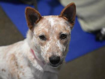 Eevee -  Australian Cattle Dog Blue Heeler Dog for Adoption in Portland, Oregon - Eevee | PetCurious