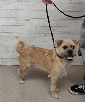 MACHEGO -  Border Terrier Dog for Adoption in San Bernardino, California - MACHEGO | PetCurious