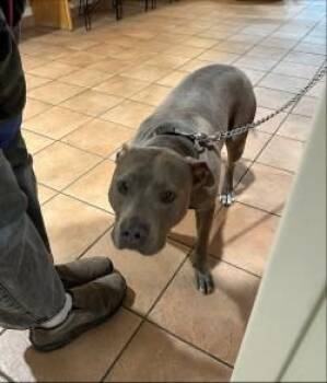 Mixed Breed Dogs Available for Adoption in Longmont, Colorado - Zeus | PetCurious