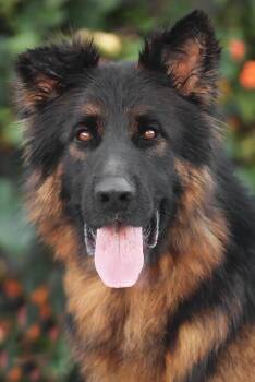 German Shepherd Dog Dogs Available for Adoption in Los Angeles, California - Pascal Von Perkam | PetCurious
