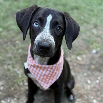 Rescue Mixed Breed Dogs for Adoption in Pass Christian, Mississippi - Jackson | PetCurious