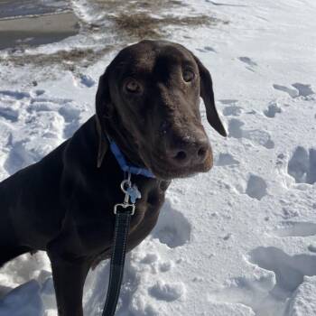 Chocolate Labrador Retriever and Doberman Pinscher Dogs Available for Adoption - Mella | PetCurious