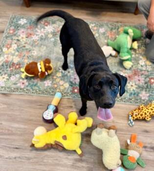 v -  Black Labrador Retriever and Hound Dog for Adoption in Friendswood, Texas - V | PetCurious