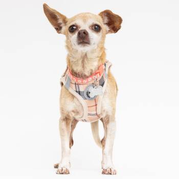 Chihuahua Dogs Available for Adoption in San Francisco, California - Exacta 14034 | PetCurious