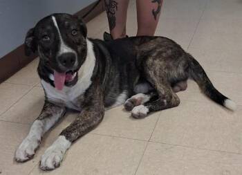 CAPTAIN SNIFF -  German Shepherd Dog and Mixed Breed Dog for Adoption in Killeen, Texas - CAPTAIN SNIFF | PetCurious
