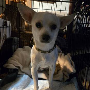 Rescue Chihuahua Dogs for Adoption in Phoenix, Arizona - Charlie | PetCurious