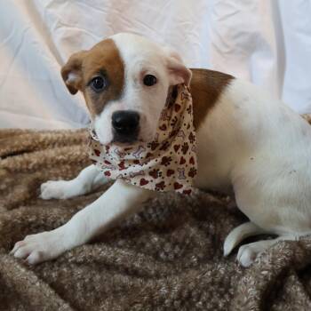 Salted Caramel -  Mixed Breed Dog for Adoption in Saint Charles, Missouri - Salted Caramel | PetCurious