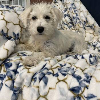 Maltese and Shih Tzu Dogs Available for Adoption in Lisbon, Ohio - Sugar | PetCurious