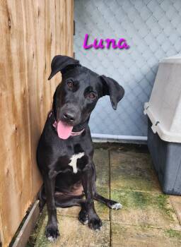 Black Labrador Retriever Dogs Available for Adoption in Ridgefield, Connecticut - Luna | PetCurious