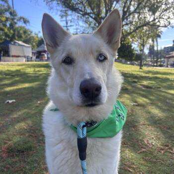 German Shepherd Dog Dogs Available for Adoption - Max | PetCurious