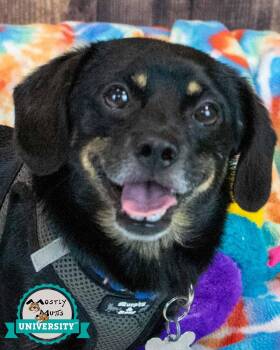 Harlan -  Dachshund and Spaniel Dog for Adoption in Kennesaw, Georgia - Harlan | PetCurious