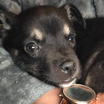 Missy Elliott -  Mixed Breed Dog for Adoption in Fredericksburg, Virginia - Missy Elliott | PetCurious