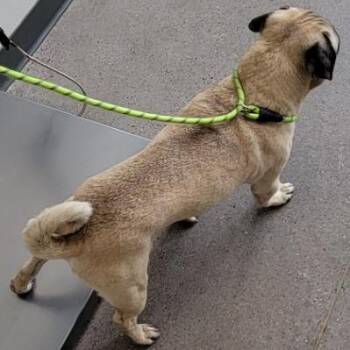 Mixed Breed Dogs Available for Adoption in Las Cruces, New Mexico - Chico | PetCurious