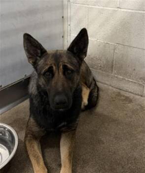 Dutch Shepherd and Mixed Breed Dogs Available for Adoption in San Bernardino, California - ROBIN | PetCurious