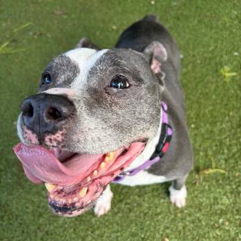 Chiquilina -  Mixed Breed Dog for Adoption in Providence, Rhode Island - Chiquilina | PetCurious