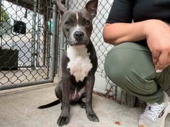 Slate -  Pit Bull Terrier Dog for Adoption in Chicago, Illinois - Slate | PetCurious
