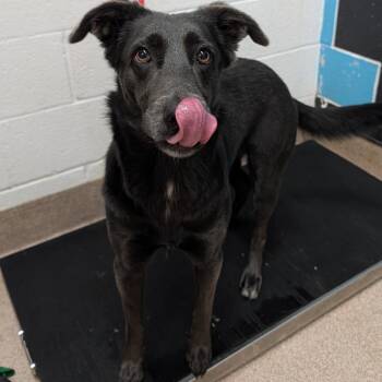 Mixed Breed Dogs Available for Adoption in Ardmore, Oklahoma - Winnie | PetCurious