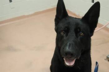 BUNKER -  Mixed Breed Dog for Adoption in Columbia, South Carolina - BUNKER | PetCurious