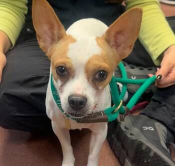 Chappie -  Chihuahua Dog for Adoption in Oakland, California - Chappie | PetCurious