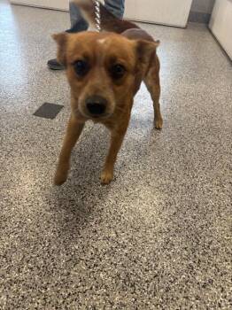 Mixed Breed Dogs Available for Adoption in Palmetto, Florida - A135250 | PetCurious