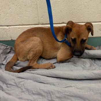 Cinnamon -  Mixed Breed Dog for Adoption in Memphis, Tennessee - Cinnamon | PetCurious