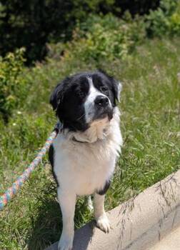 Border Collie and Mixed Breed Dogs Available for Adoption in Dayton, Ohio - LADDIE | PetCurious