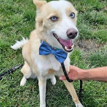 Prada -  Australian Shepherd and Chihuahua Dog for Adoption in Plainfield, Illinois - Prada | PetCurious