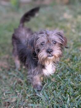 Rescue Morkie Dogs for Adoption in Baton Rouge, Louisiana - Misty | PetCurious
